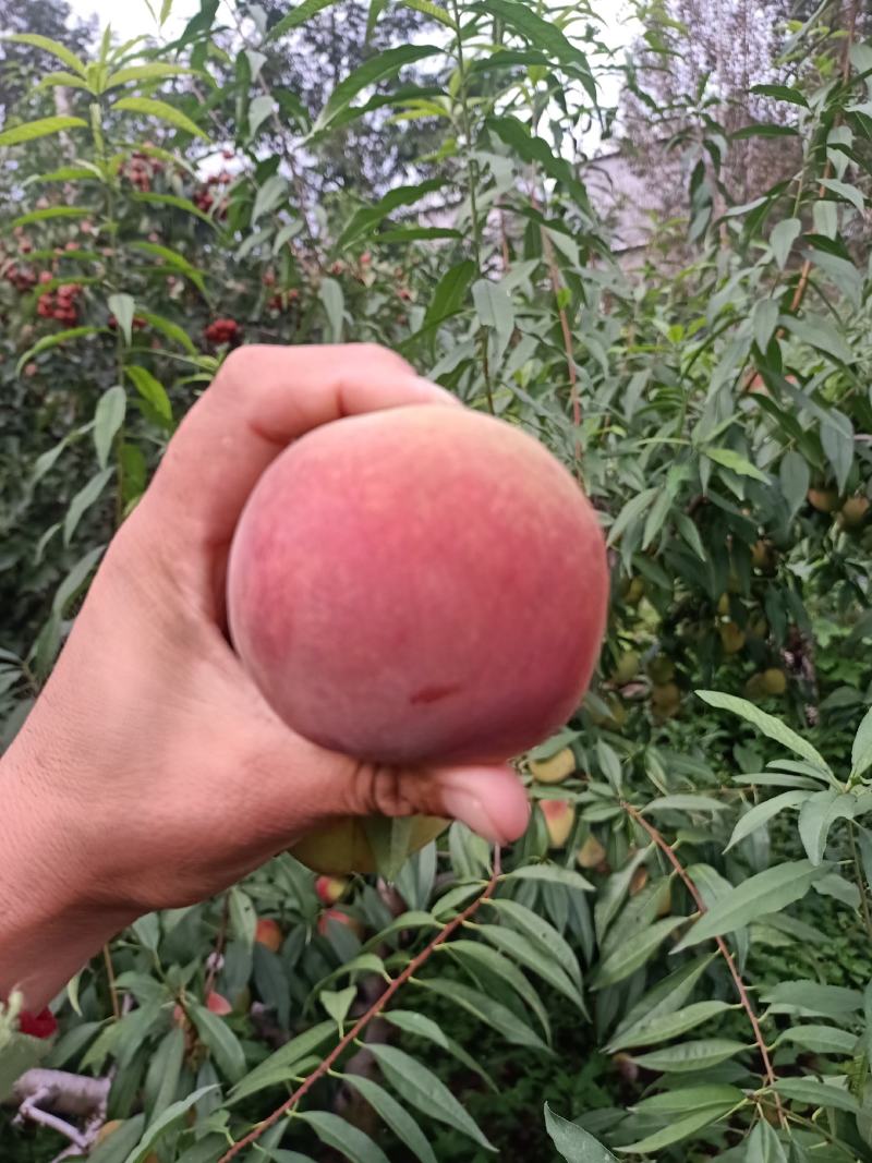 【优质山东大冬桃】精品冬桃，大量供应，产地货源口感脆甜，