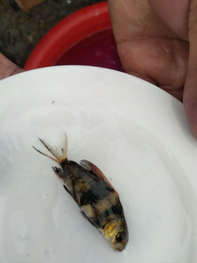 【热卖推荐】胭脂鱼苗，基地孵化渔场发货，全国免费送货上门