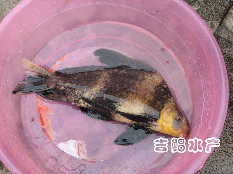 胭脂鱼苗，基地孵化渔场发货，全国免费送货上门，