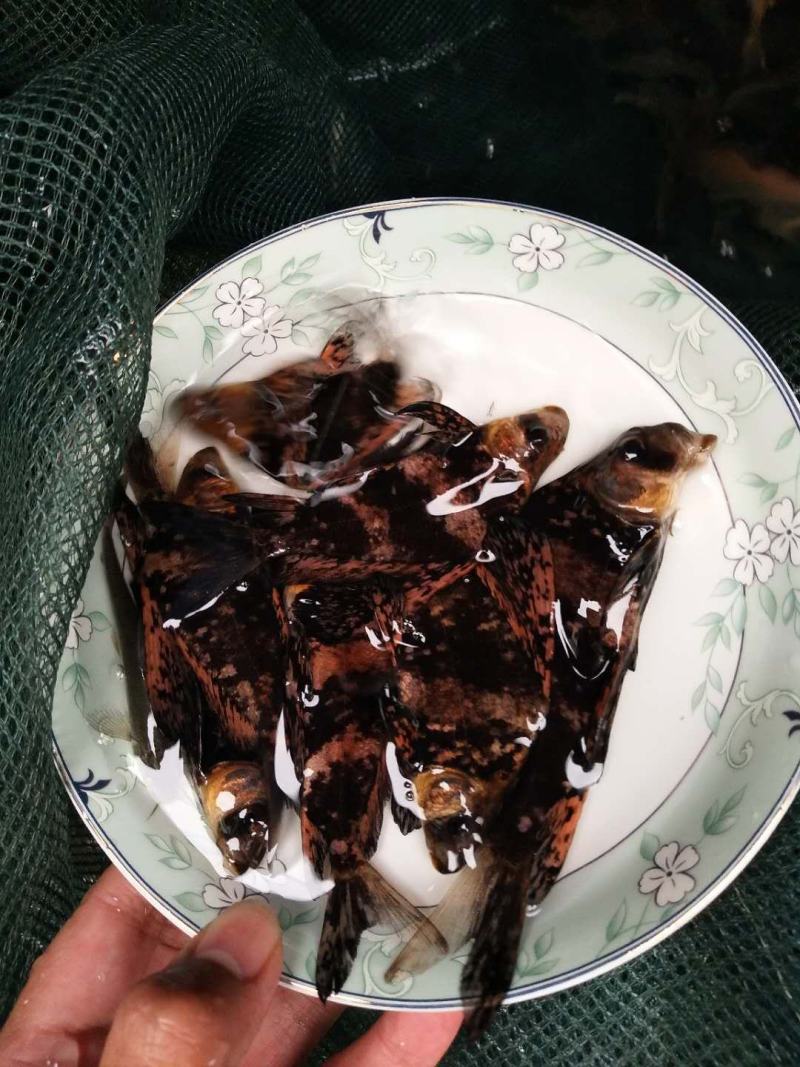 胭脂鱼苗，基地孵化渔场发货，全国免费送货上门，
