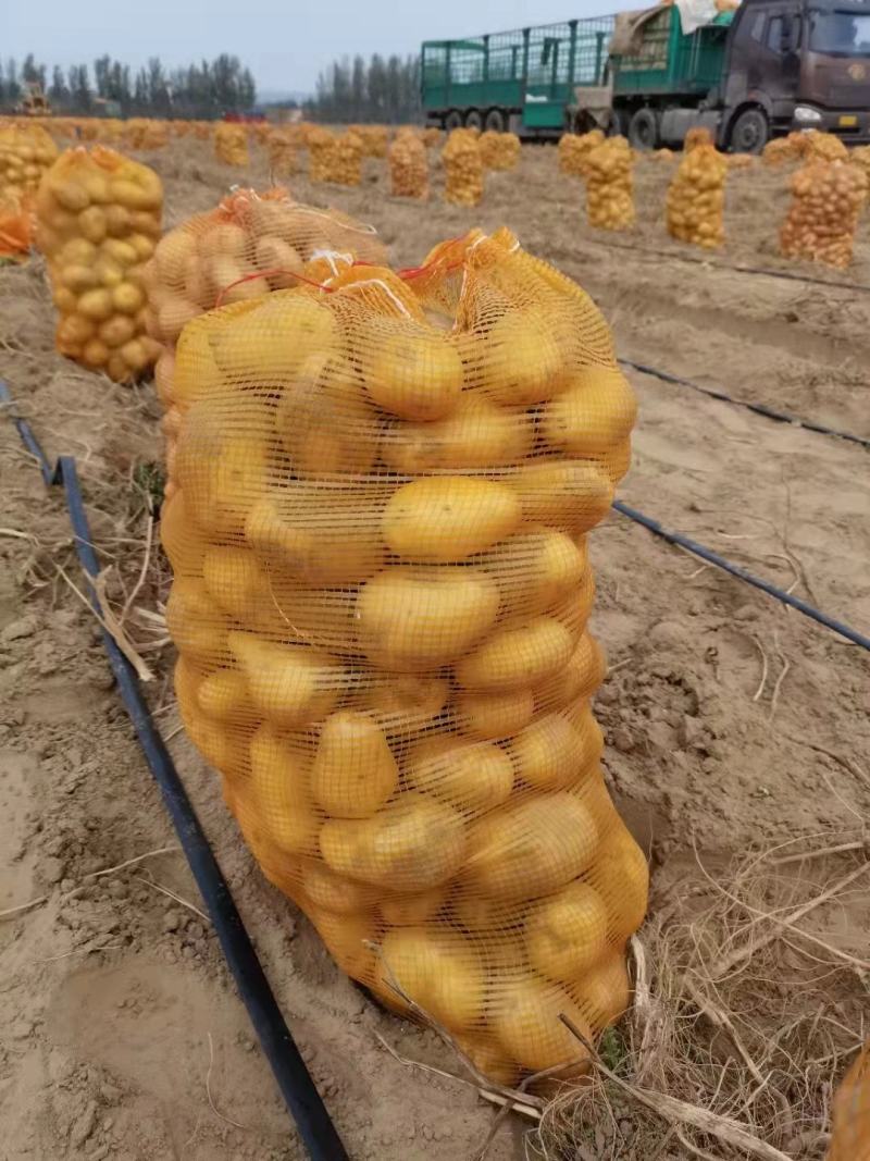 黄，皮黄心微七土豆个头大薯型好，颜色好，