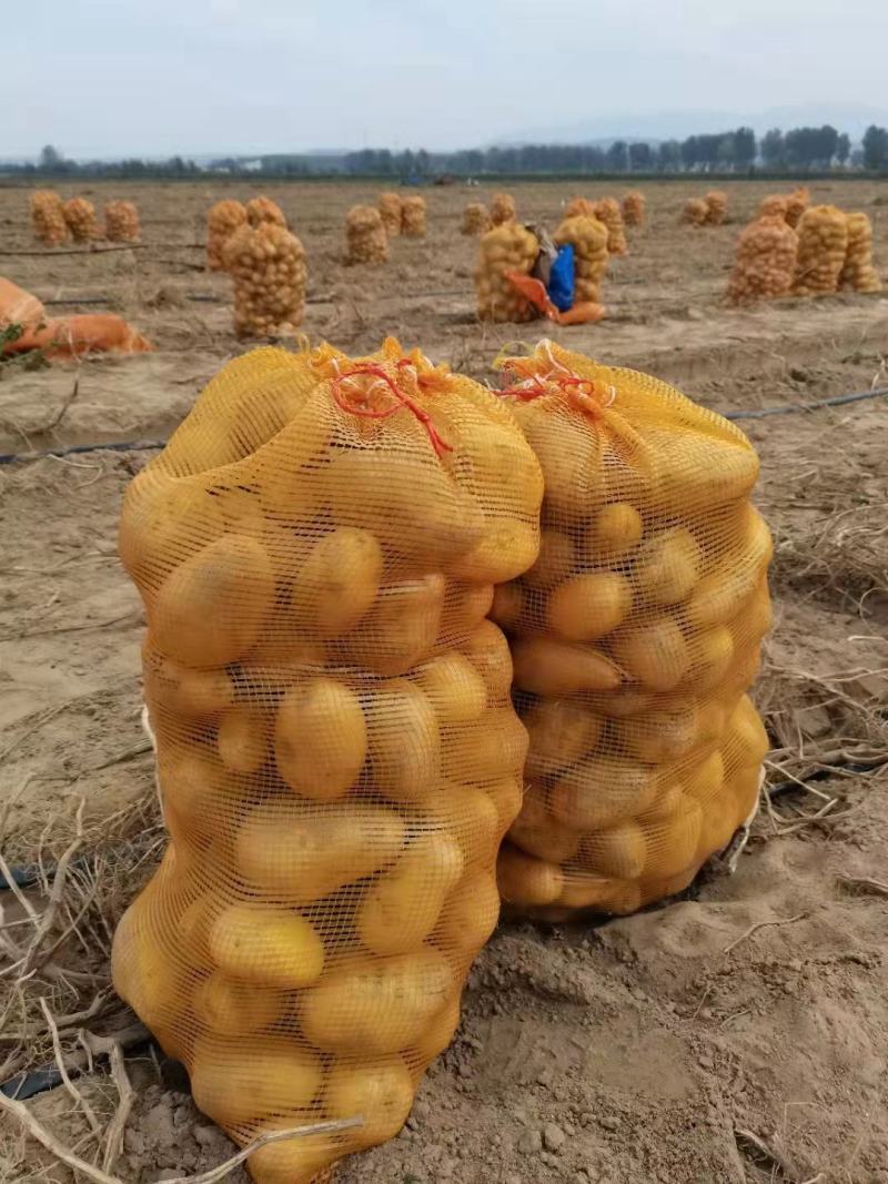 黄，皮黄心微七土豆个头大薯型好，颜色好，