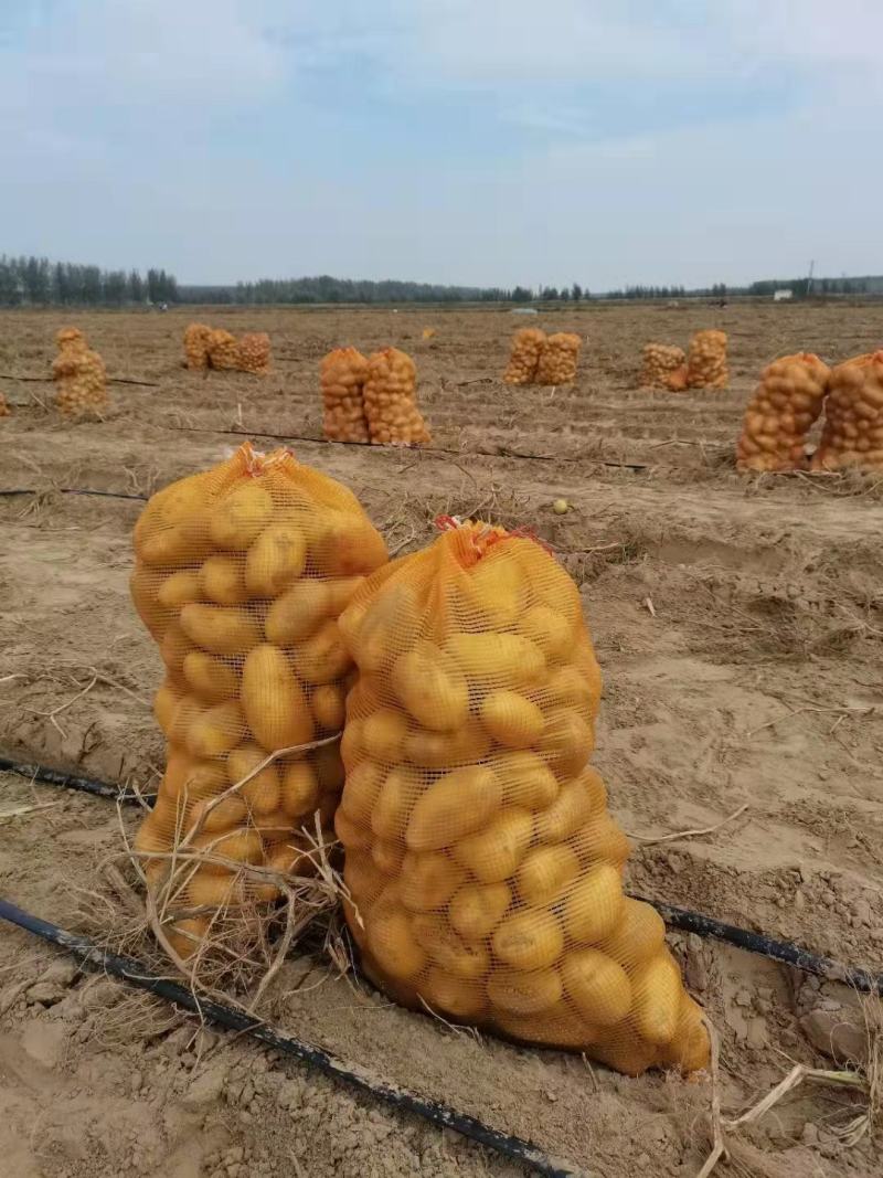 黄，皮黄心微七土豆个头大薯型好，颜色好，