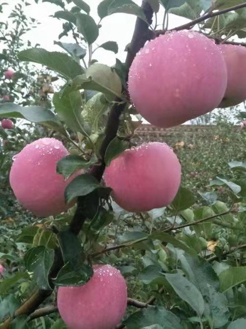 红富士苹果批发纸袋红富士苹果大量上市货源充足全国发货