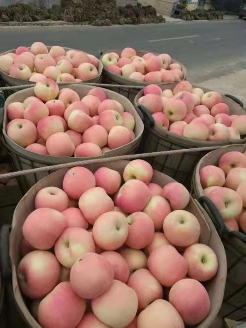 红富士苹果红富士苹果批发红富士苹果大量上市货源充足