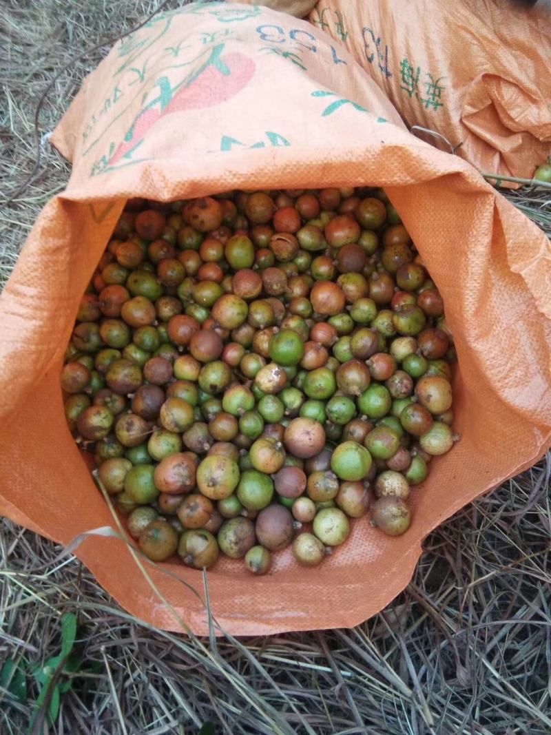 广东本土高山新鲜山茶果…