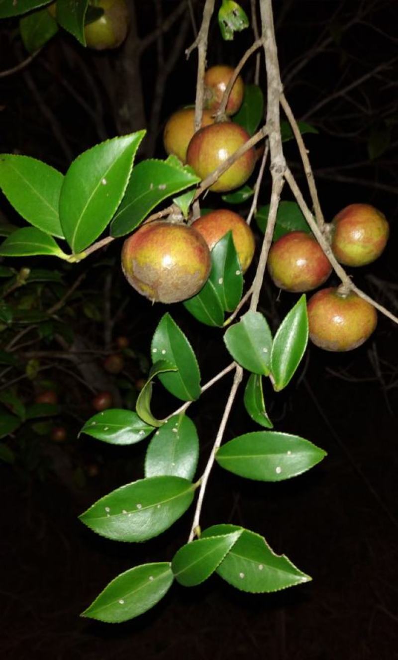 广东本土高山新鲜山茶果…