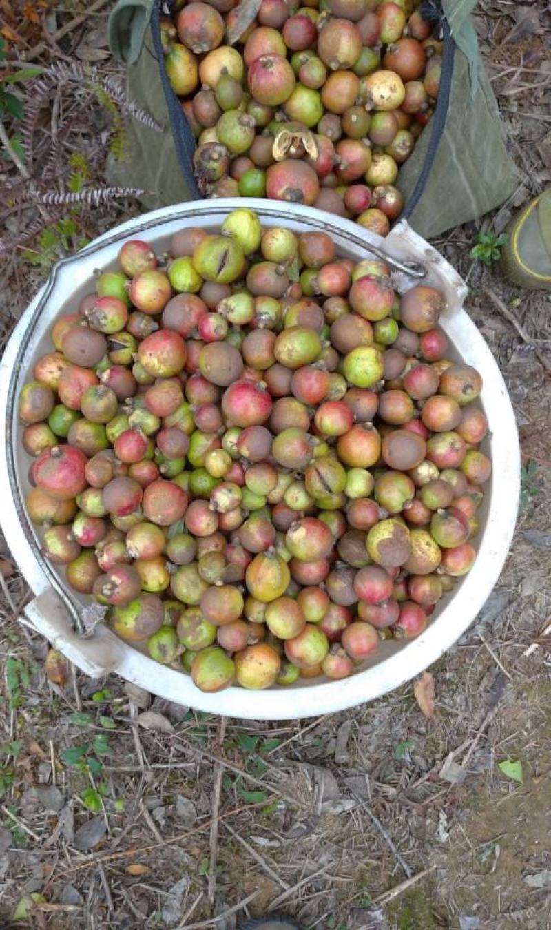广东本土高山新鲜山茶果…