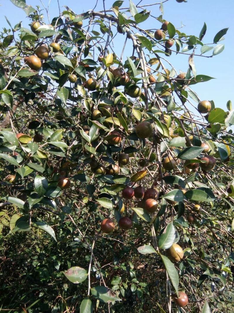 广东本土高山新鲜山茶果…