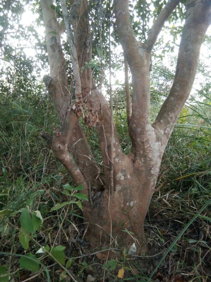 广东本土高山新鲜山茶果…