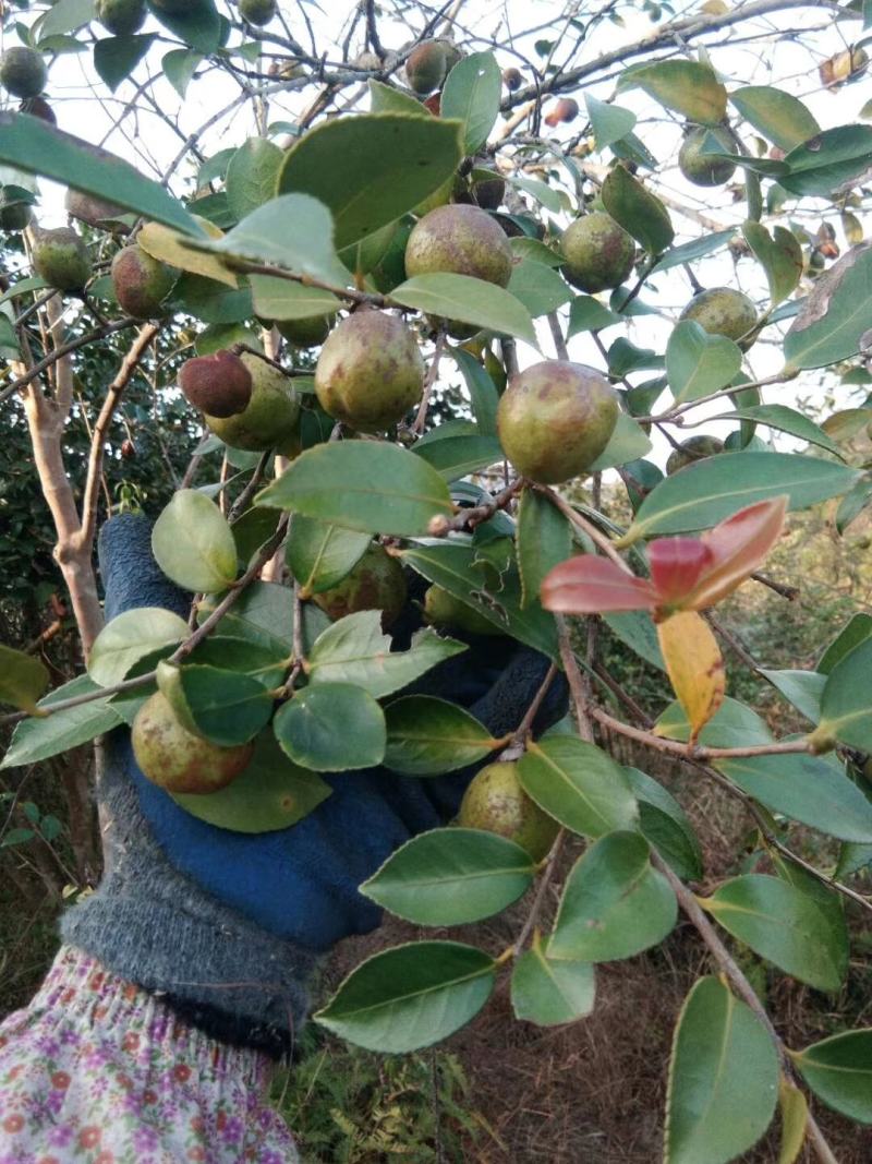 广东本土高山新鲜山茶果…