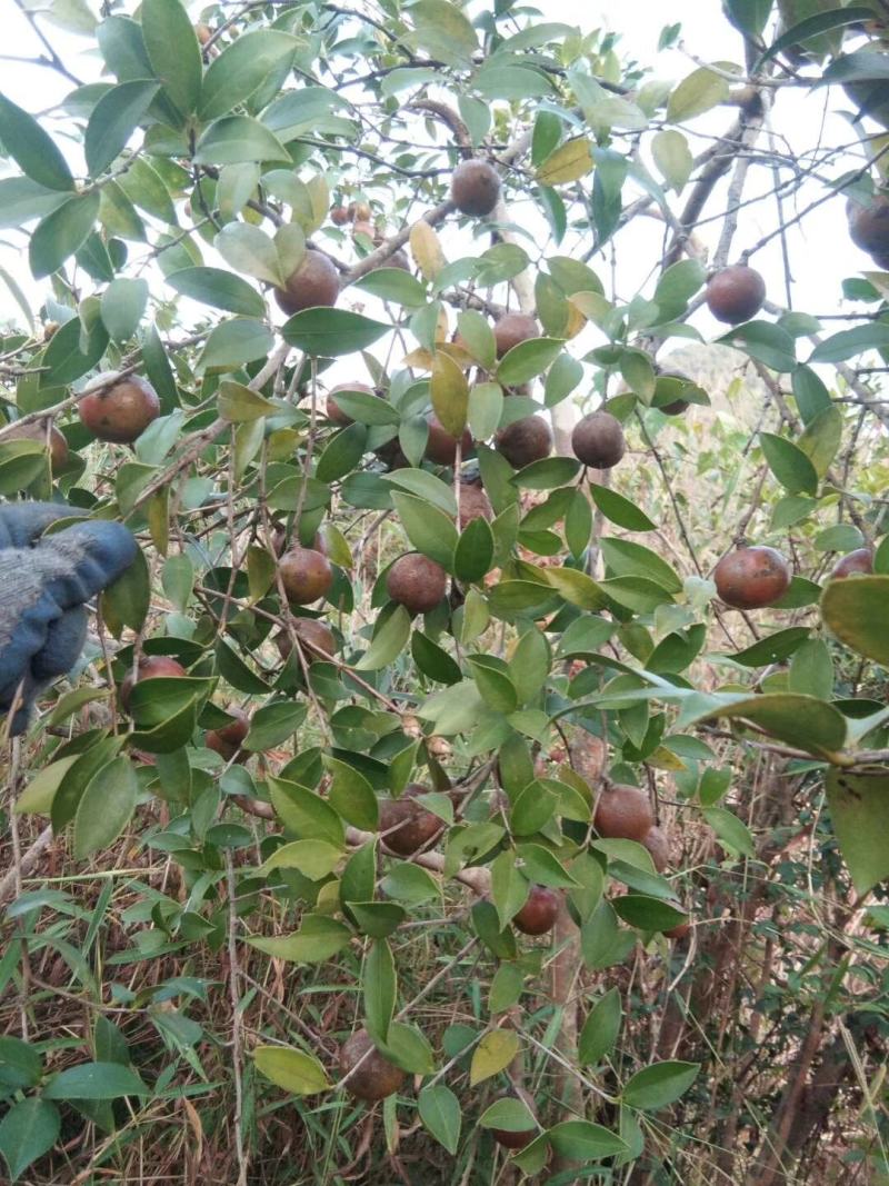 广东本土高山新鲜山茶果…