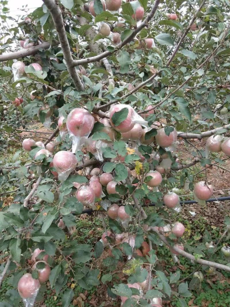 红富士苹果产地膜袋红富士大量上市质量好货源充足