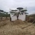 造型松