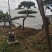 造型松