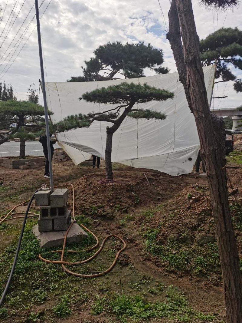 造型松