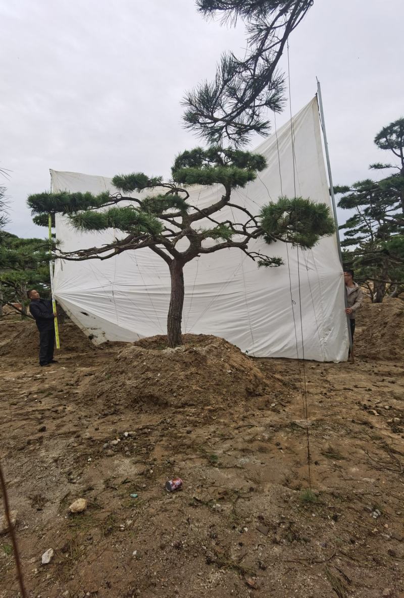 造型松