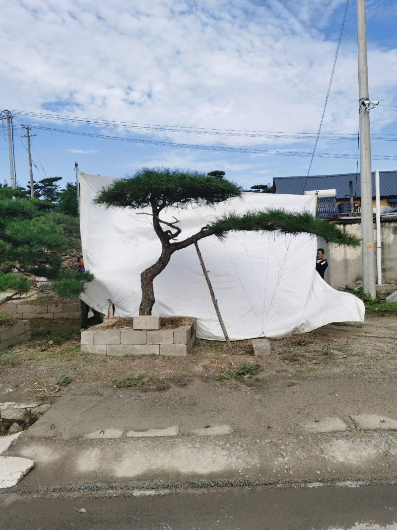 造型松