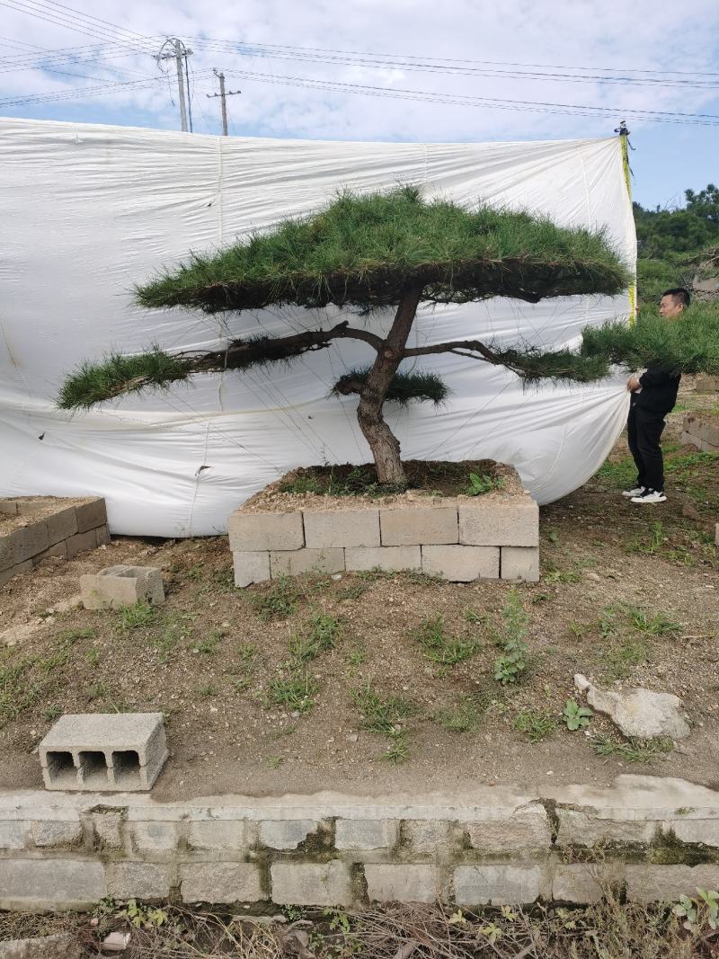 造型松