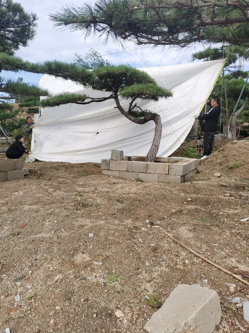 造型松