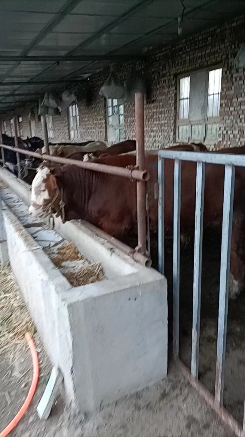 甘肃牛羊骡马交易市场：供应牛犊，架子牛，育肥牛，子母对。