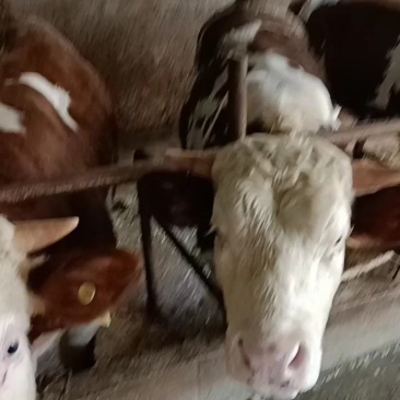 甘肃牛羊骡马交易市场：供应牛犊，架子牛，育肥牛，子母对。