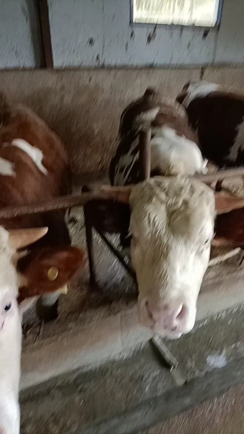 甘肃牛羊骡马交易市场：供应牛犊，架子牛，育肥牛，子母对。