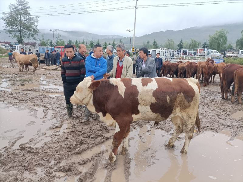 甘肃牛羊骡马交易市场：供应牛犊，架子牛，育肥牛，子母对。