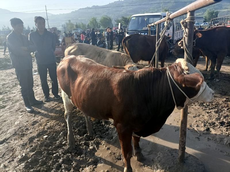 甘肃牛羊骡马交易市场：供应牛犊，架子牛，育肥牛，子母对。