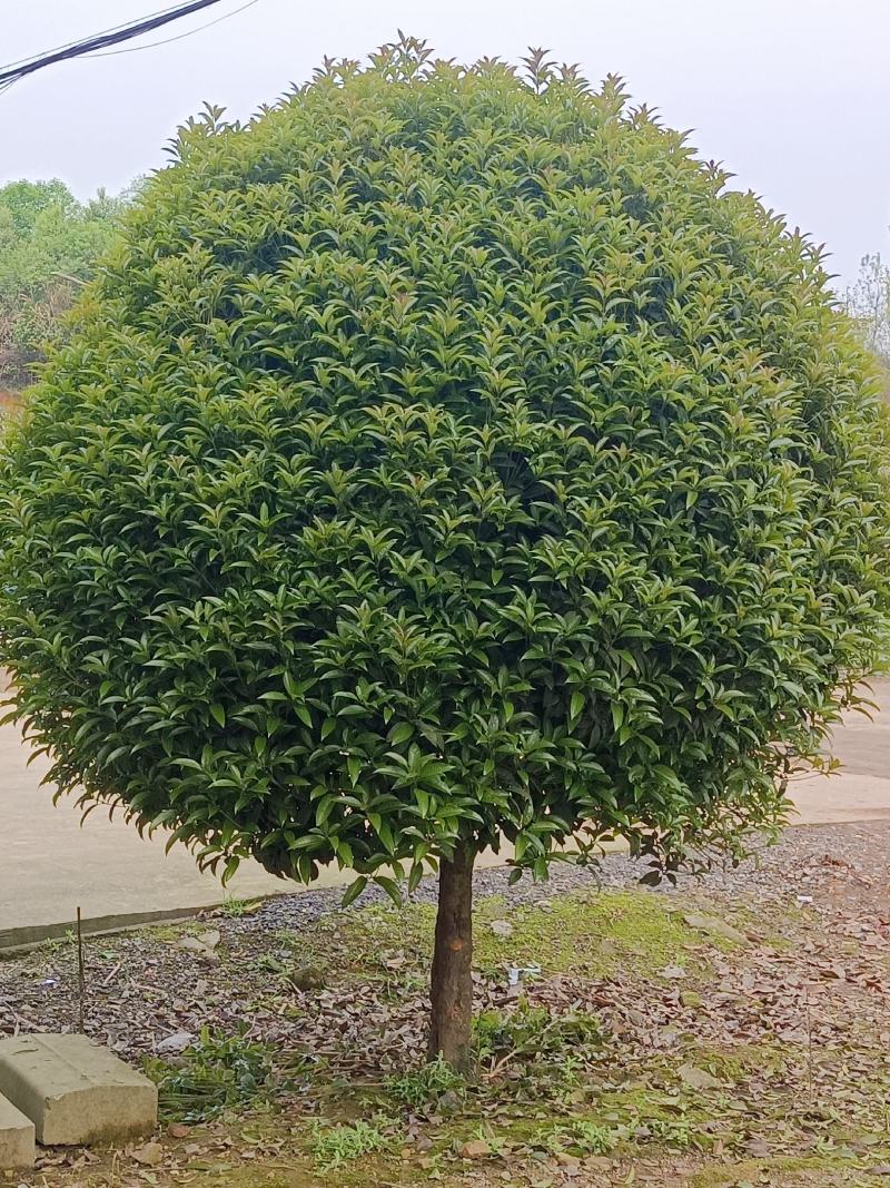 桂花，桂花树，桂花树，桂花10公分，精品桂花【鸿洋园艺】