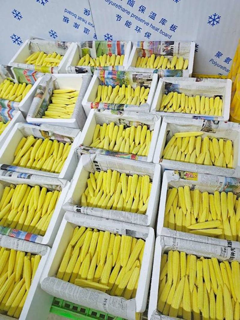 现摘甜玉米笋迷你小玉米笋水果玉米笋新鲜沙拉蔬菜食材包邮。