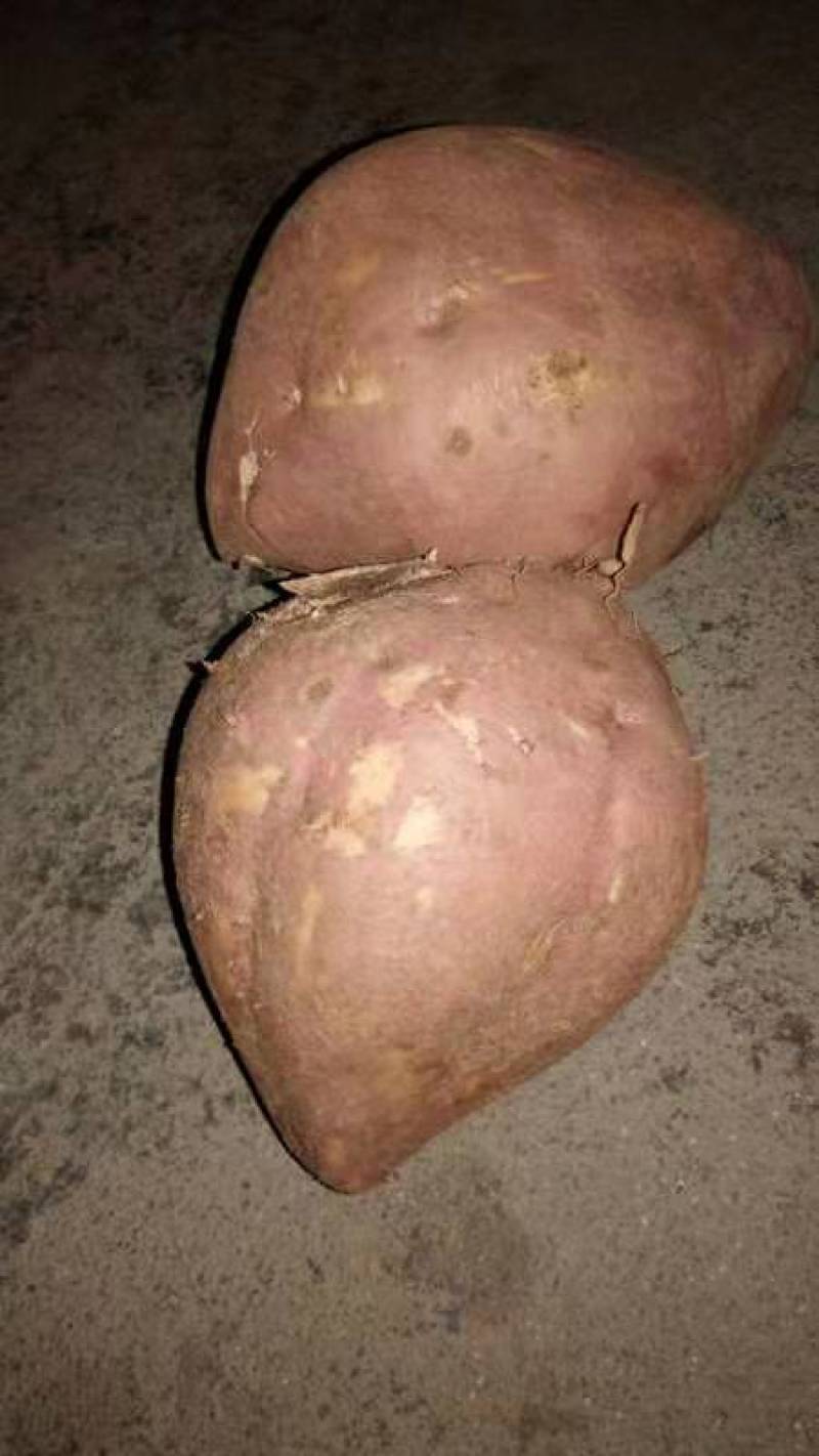 有要地瓜的联系一下货源充足