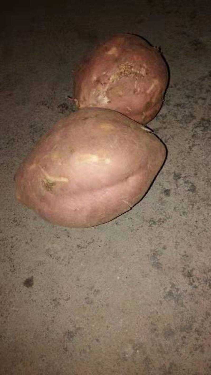 有要地瓜的联系一下货源充足