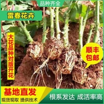 1500棵顺丰包邮云南玫瑰苗红玫瑰苗切花玫瑰种苗月季苗