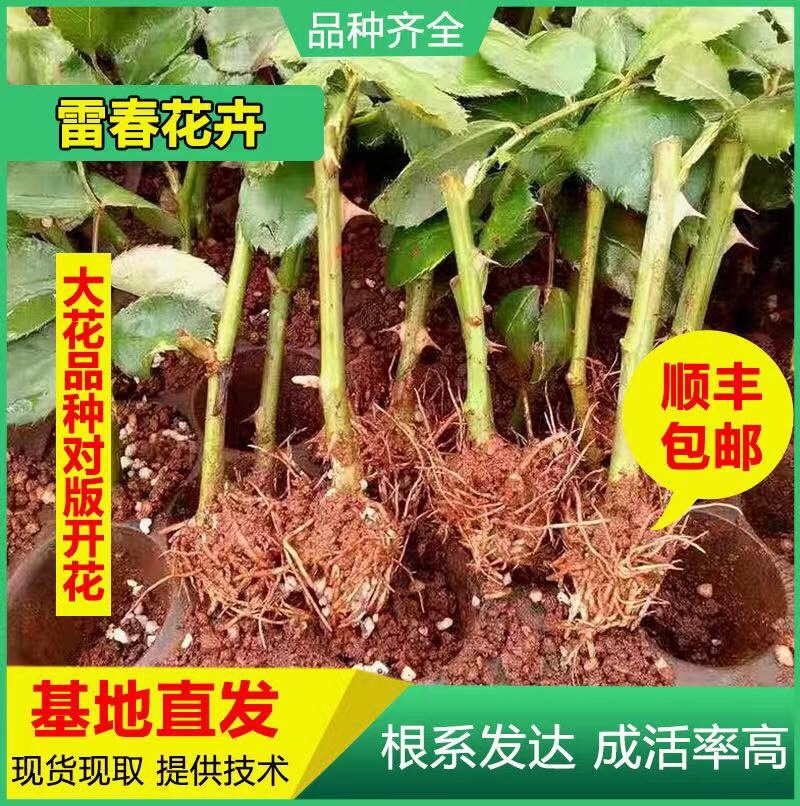 4000棵顺丰包邮云南玫瑰苗鲜切花玫瑰种苗扦插苗