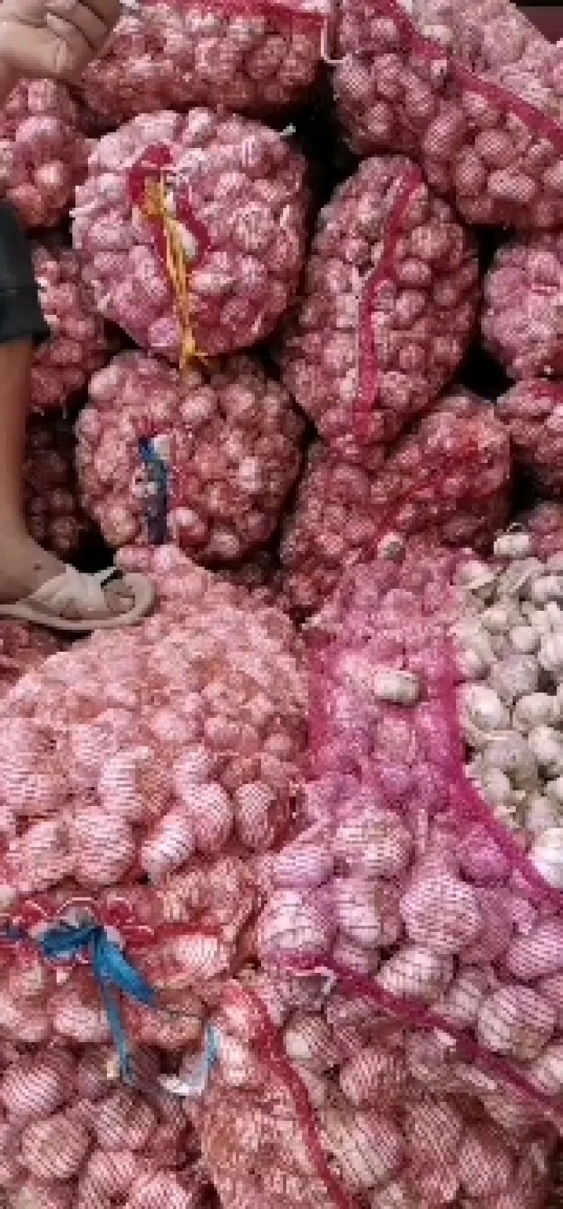 河南紫皮蒜，市场蒜扒米蒜，老蒜，产地直供，欢迎选购