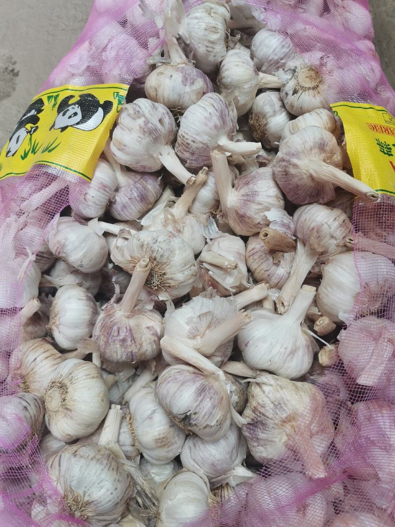 河南紫皮蒜，市场蒜扒米蒜，老蒜，产地直供，欢迎选购