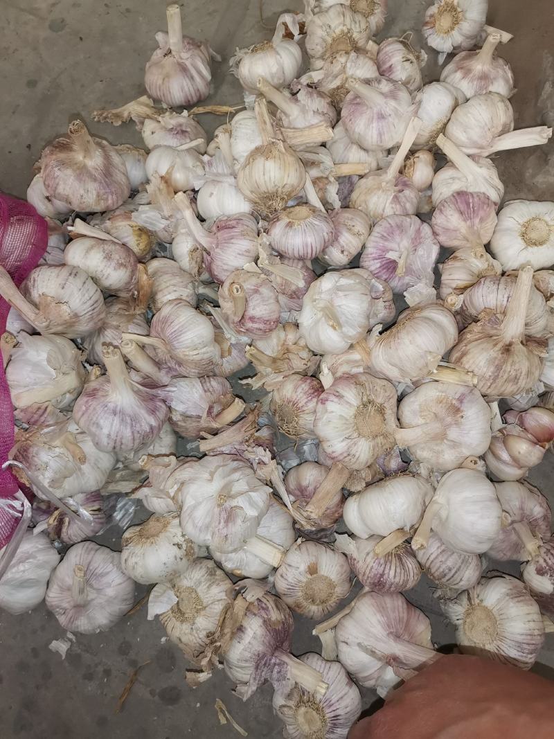 河南紫皮蒜，市场蒜扒米蒜，老蒜，产地直供，欢迎选购