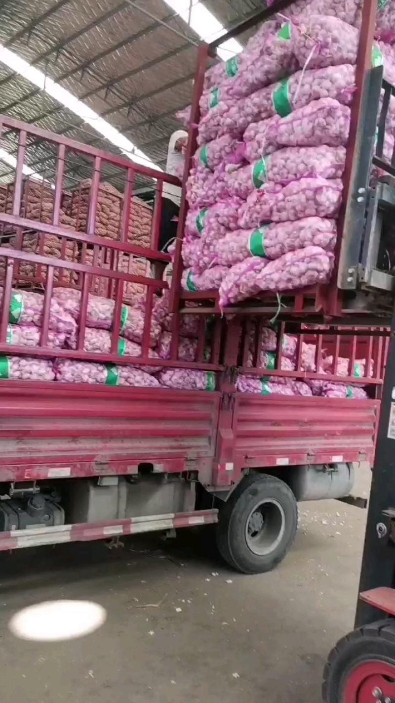 河南紫皮蒜，市场蒜扒米蒜，老蒜，产地直供，欢迎选购