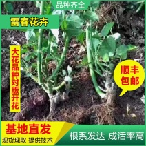 100棵起订顺丰包邮云南昆明精品红玫瑰月季大苗，绿化工程苗