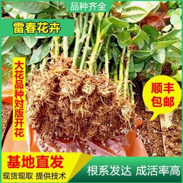 5000棵顺丰包邮云南卡罗卡红玫瑰种苗大花月季花苗