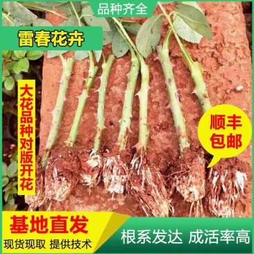 云南昆明玫瑰种苗大花月季花苗扦插苗绿化工程苗