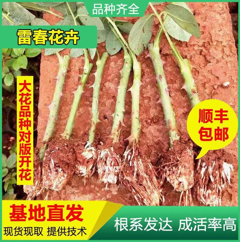 云南昆明玫瑰种苗大花月季花苗扦插苗绿化工程苗