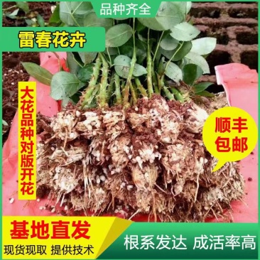 300棵顺丰包邮云南四季玫瑰苗鲜切花玫瑰花苗月季苗