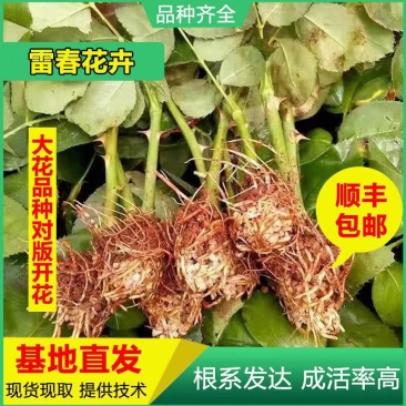 500棵顺丰包邮云南昆明玫瑰种苗四季玫瑰苗大花月季苗