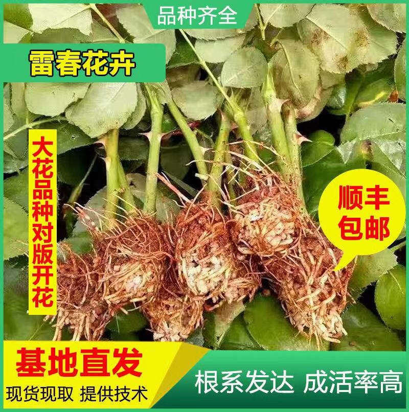 500棵顺丰包邮云南昆明玫瑰种苗四季玫瑰苗大花月季苗