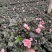 杜鹃花盆栽带花苞发老桩大棵四季开花植物室内外阳台好养易活