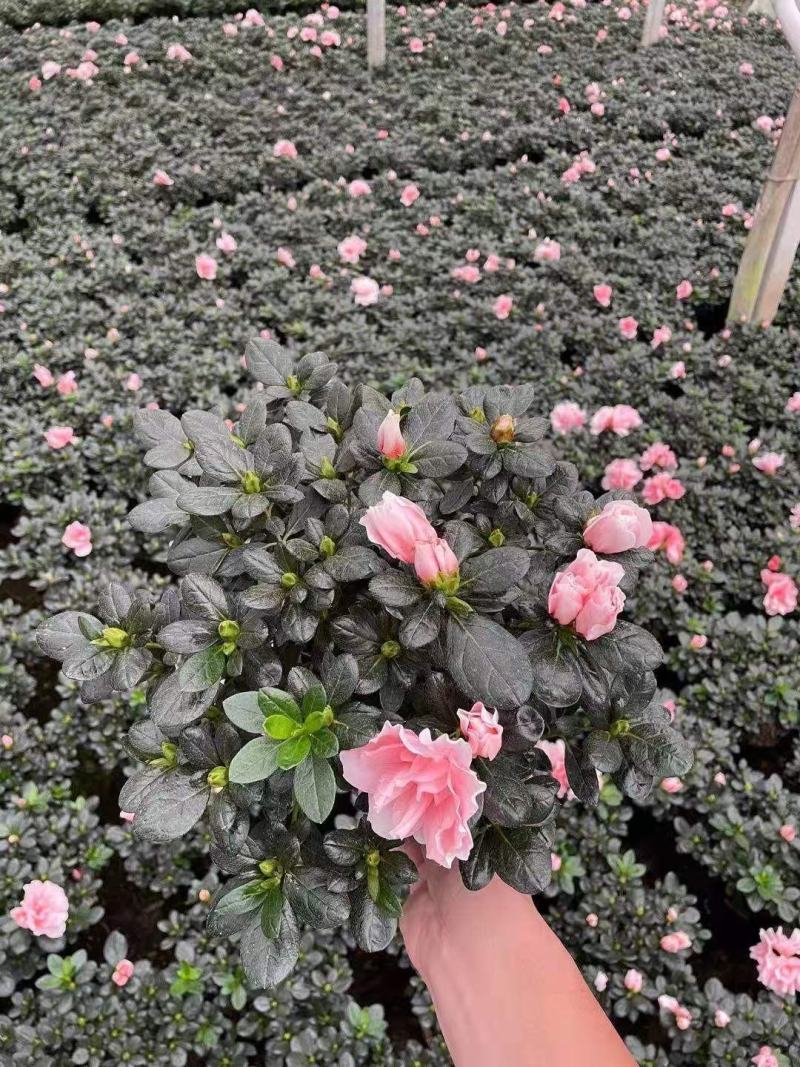 杜鹃花盆栽带花苞发老桩大棵四季开花植物室内外阳台好养易活