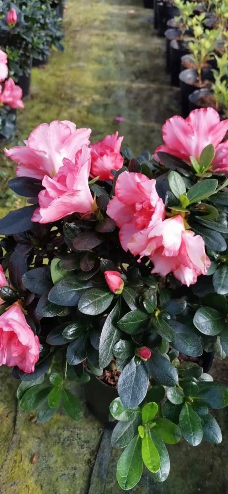 杜鹃花盆栽带花苞发老桩大棵四季开花植物室内外阳台好养易活