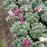 杜鹃花盆栽带花苞发老桩大棵四季开花植物室内外阳台好养易活